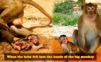 Baby monkey resting in the arms of a large macaque in the forest near Angkor Wat.