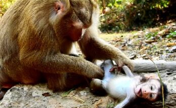 Bonita the mother monkey gently grooming her baby beneath the trees of Angkor Wat forest.