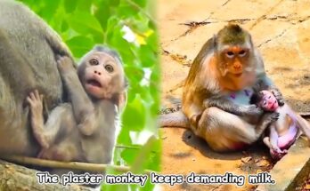 A small baby monkey reaching toward its mother in the Angkor Wat forest, looking eager and impatient for milk.