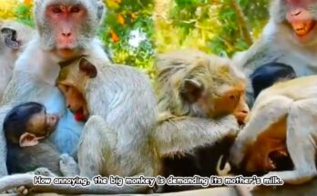 A grown monkey playfully blocking its baby brother from nursing in the lush Angkor Wat forest.