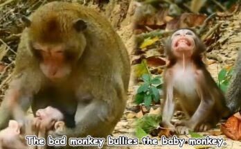 A tiny baby monkey clinging to a branch, looking determined in the lush Angkor Wat forest.