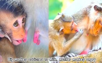 Mother monkey gently guiding older juvenile to a fruit‑bearing tree in Angkor Wat forest
