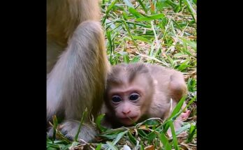 Baby monkey wet from swimming clings to mother while nursing in forest near Angkor Wat.