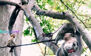 Baby monkey Jovi nestled in forest roots, calm amber sunlight falling on his soft fur.