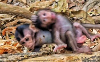 Baby monkey calling to its mother while surrounded by other monkeys in Angkor Wat forest