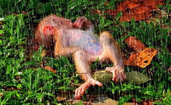 A baby monkey sits near a tree root while its mother watches from above in the Angkor forest.