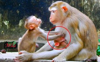 Two baby macaques in Angkor Wat forest sharing a calm moment near their mother during early morning light.