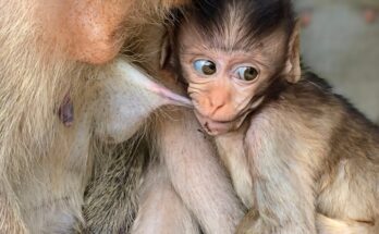 Baby monkey holding tightly while nursing from its mother in the Angkor Wat forest.
