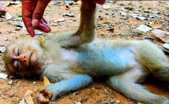 Baby monkey pausing in Angkor forest while a calm dog observes nearby during a quiet moment of natural tension and restraint.