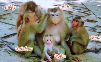 Baby monkey Rose gently reaching toward another mother’s infant under Angkor Wat forest canopy