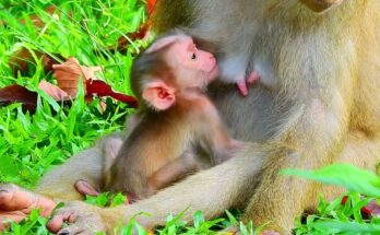 Baby monkey Luno resting beside Lucie under Angkor Wat forest trees, sharing a quiet moment of comfort