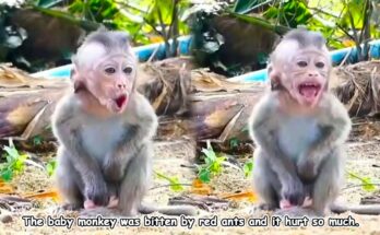 Baby monkey clinging to its mother after being disturbed by red ants in the Angkor forest