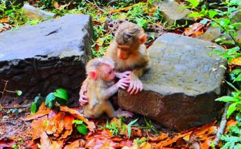 Baby monkey Levy shivering after rain while Lily gently holds him for warmth in the Angkor forest