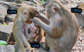 Two mother monkeys in Angkor Wat forest calmly sharing care as one gently feeds another’s baby