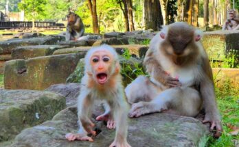 Baby monkey Jacee smiling softly after rain while resting in her mother’s arms in the Angkor Wat forest