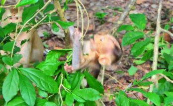 Baby monkey Lily gently touching and watching over smaller baby Kandra in the Angkor Wat forest.