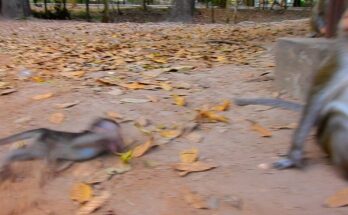 Young monkey Anna sitting quietly beneath Angkor Wat trees after a gentle but uncertain interaction.