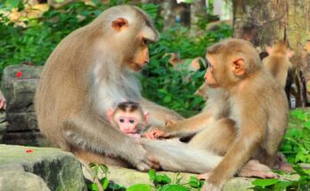 Baby monkey Jovi looking toward his mother while a small infant monkey sits alone on the forest floor in Angkor Wat.