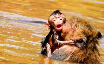 Newborn monkey clings to mother as she carefully walks through shallow forest water at Angkor Wat