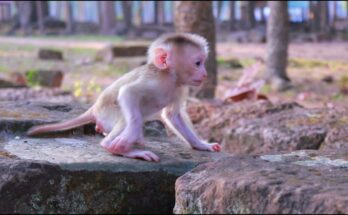Baby monkey Levy carefully exploring moss-covered stones at Angkor Wat ruins in soft morning light