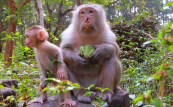 Baby monkeys Boris and Sterling sitting calmly beside their mothers while sharing food in a quiet forest setting.