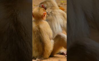 Baby monkey gently holding a fallen flower while sitting in soft forest light at Angkor Wat