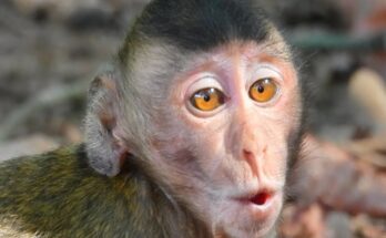 Baby monkey sitting near a resting mother among tree roots in Angkor Wat forest, softly reaching for comfort.