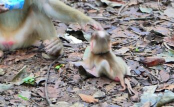 Baby monkey Lily calling softly while searching for her mother Libby among the ancient Angkor Wat trees