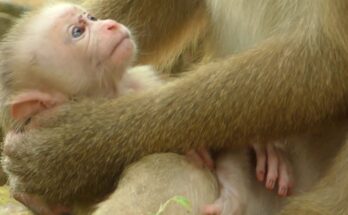 Baby monkey Lucie gently gazing into her mother Luna’s eyes in the peaceful Angkor Wat forest