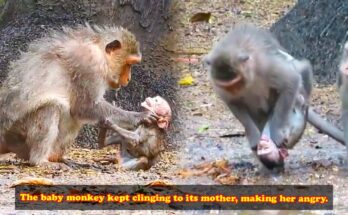 Baby monkey clinging tightly to its mother as she moves away along a tree branch in Angkor Wat forest