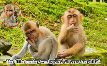 Young monkey with swollen eyes and injured hands resting near tree roots in the Angkor Wat forest.