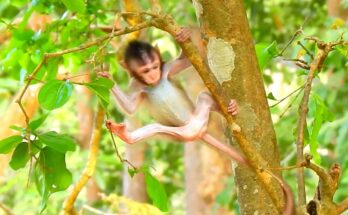 Baby Rose watching a small monkey play softly in the Angkor Wat forest with calm curiosity and gentle light filtering through trees.