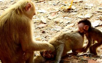 Rose calmly approaching a baby monkey in the peaceful Angkor forest during a soft, emotional wildlife moment