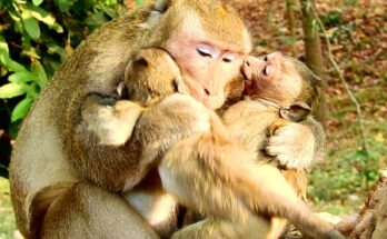 Two baby monkeys cautiously approaching a calm caretaker sitting quietly in the Angkor Wat forest.