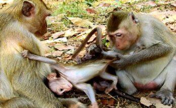 Three monkeys interacting calmly in the shaded Angkor Wat forest with soft natural light filtering through trees.