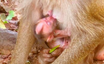 Baby monkey peacefully drinking milk while resting in mother’s arms in the Angkor Wat forest morning light