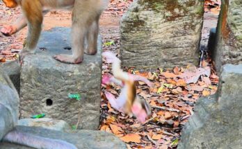 Baby monkey narrowly holding onto a branch high in Angkor Wat forest