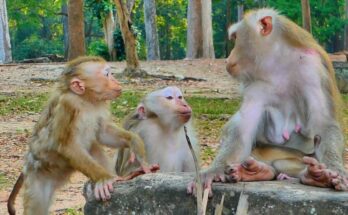Mama Lauy and her young monkeys sitting peacefully near Libby under shaded trees in Angkor Wat forest