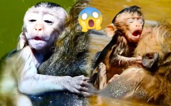 A mother monkey holds her baby close while wading through a forest river, the baby gripping tightly to her fur.