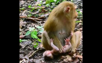 Mother monkey Flora gently grooming her baby Floren on a tree branch in the peaceful Angkor forest.