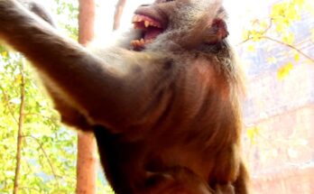 Baby monkey Brisco hugging grandmother Cara while she eats fruit in the peaceful Angkor Wat forest.