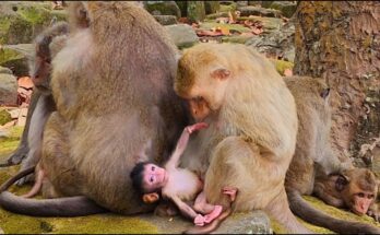 Mother monkey Briana holding her baby closely while resting on a tree branch in the Angkor forest.