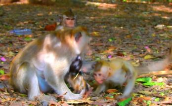 Mother monkey Briana holding her baby while Duches calmly watches nearby in the Angkor Wat forest.