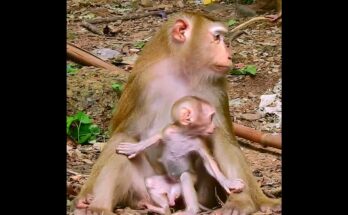 Baby macaque Luno sitting on a tree root in the Angkor Wat forest, crying softly while looking upward through the morning light.