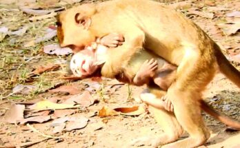 Baby monkey Vikki gently grooming her sibling Vienna while sitting quietly in the soft morning light of the Angkor Wat forest.