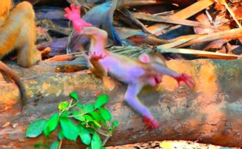 Baby macaque gently clinging to its mother while resting on a tree branch in the peaceful Angkor Wat forest.