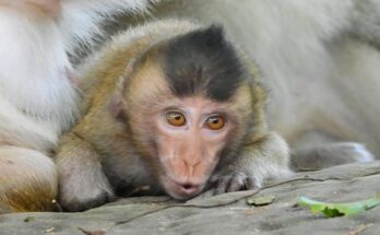 Baby monkey hugging his mother while watching other monkeys play in the Angkor Wat forest.