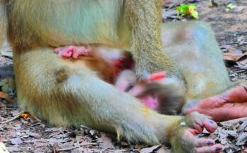 Playful baby monkey exploring tree roots in the Angkor forest during a quiet morning.