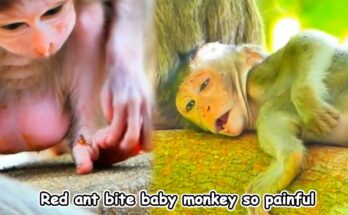 Baby monkey Milo scratching while sitting near a branch where red ants move across the forest floor in Angkor Wat.