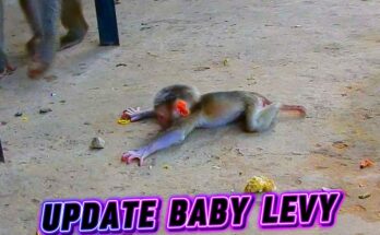 Baby monkey Levi clings to his mother Libby in the misty Angkor Wat forest as she gently encourages him to take his first steps.